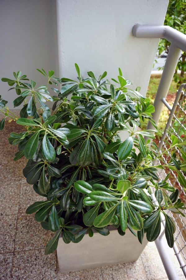 זאדאר Apartment Nena מראה חיצוני תמונה